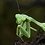 Mantis Mantis