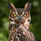 MeanOwl